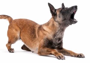Old Dog Barking A Lot? Our Dog Experts Share How to Help