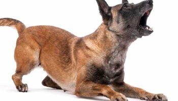 Dog barking