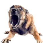 Senior Dog Barking for No Reason: Our Vet Explains What to Do
