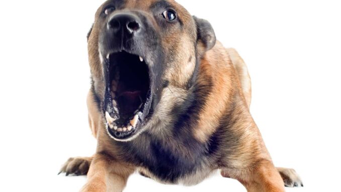 Old Dog Barking for No Reason: Our Vet Explains What to Do