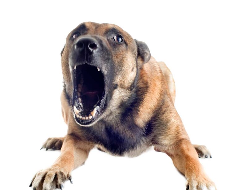 Senior Dog Barking for No Reason: Our Vet Explains What to Do