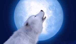 Old Dog Barking At Night: Top 6 Reasons & What to Do