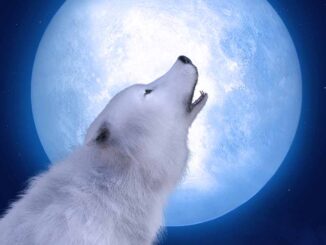 barking at night with the moon