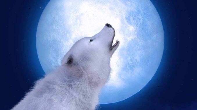 barking at night with the moon