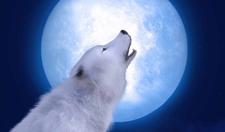 Old Dog Barking At Night: Top 6 Reasons & What to Do