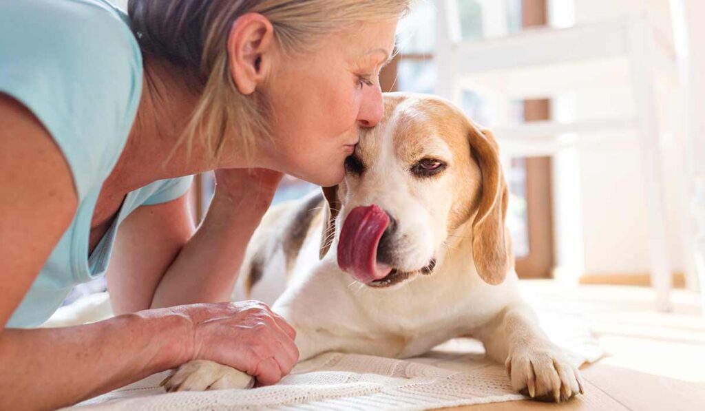 beagle getting a kiss from older owner