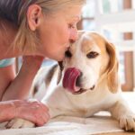 beagle getting a kiss from older owner