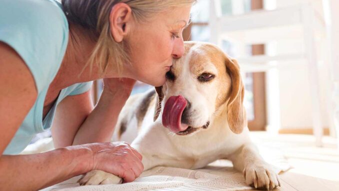 beagle getting a kiss from older owner