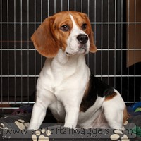 Adult Beagle sitting in dog crate