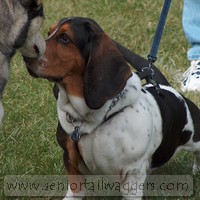 Adult Beagle making friends