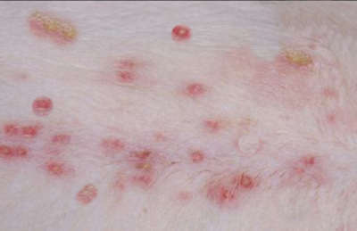 close up pictures of red pimples on a dog's belly, due to a bacterial infection