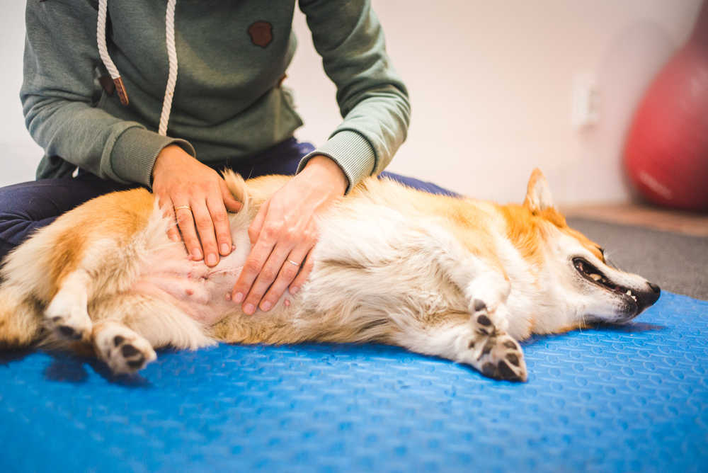 dog belly rubbing with owner