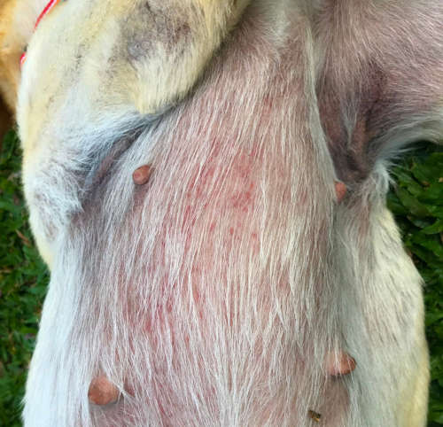 red rash on a dog's belly