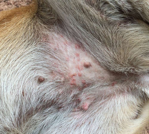 red rash on the abdomen of female dogs caused by herbicide