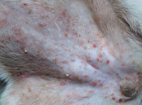 Belly rash on dog due to food allergies
