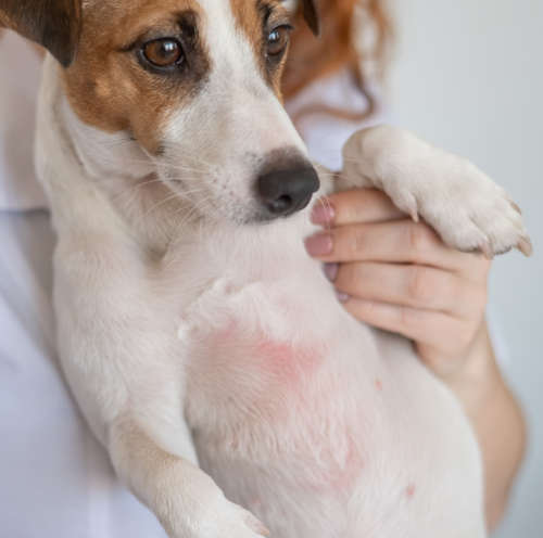 veterinarian holding a jack russell with a belly rash