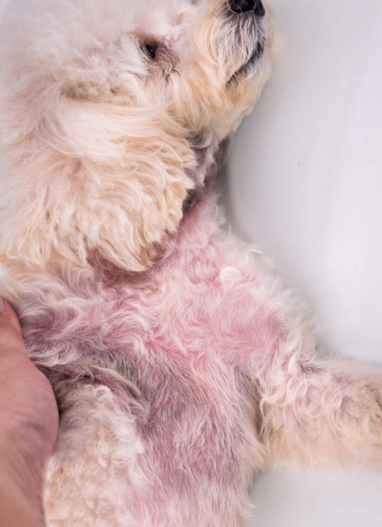rash on a dog's belly as a result of a yeast skin infection