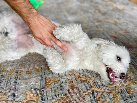 happy dog getting a belly rub
