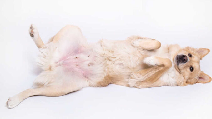 what causes skin discoloration in dogs