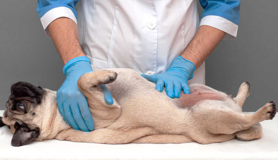 veterinarian inspecting dog's belly with a red rash