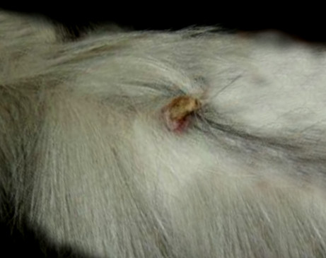 benign growth on a dog's tail