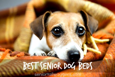 best senior dog beds