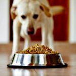 dog with bowl of food