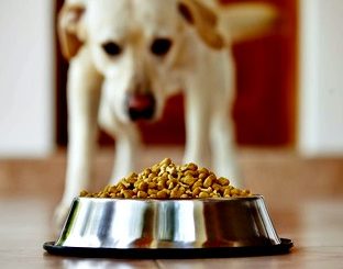 dog with bowl of food