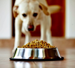 dog with bowl of food