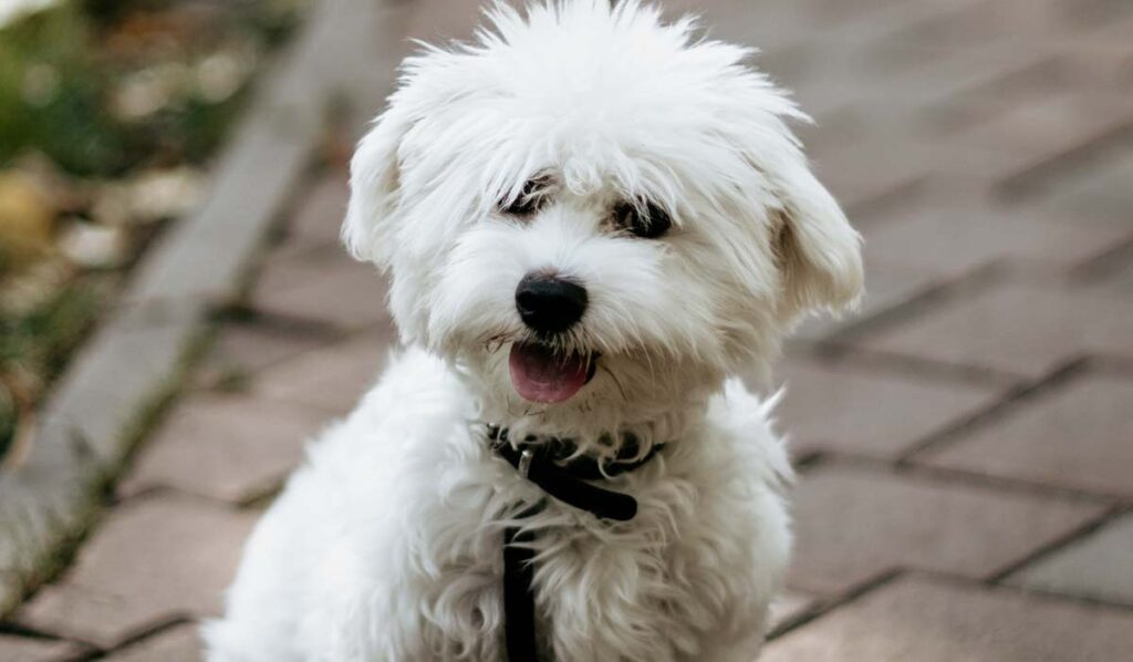 bichon frise on a walk