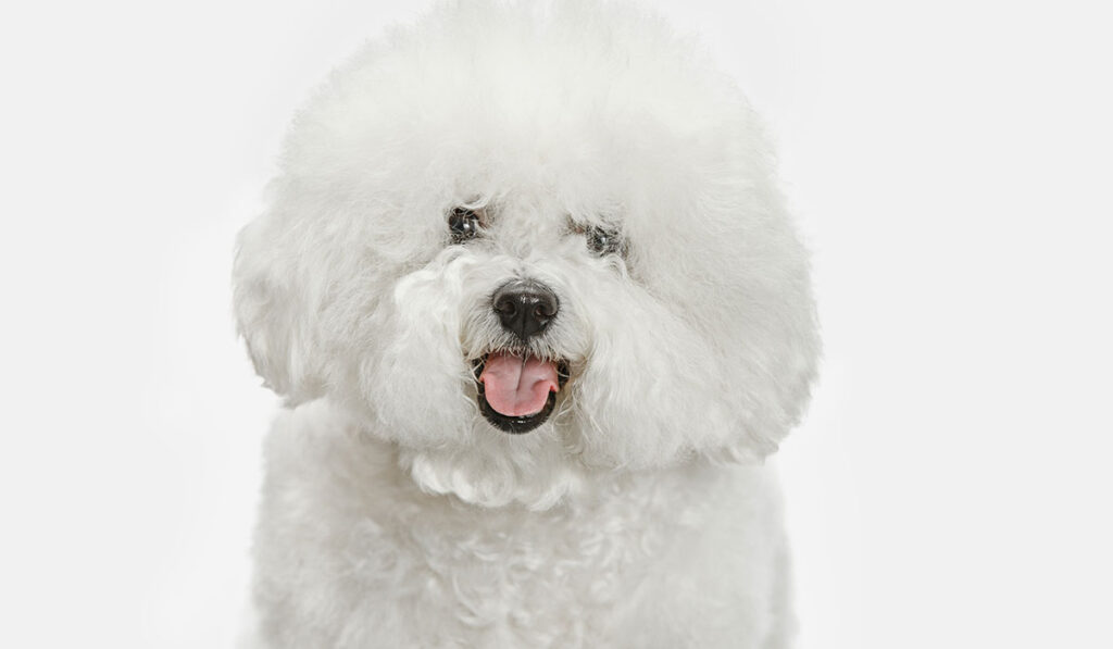 portrait of bichon frise