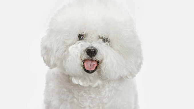 portrait of bichon frise