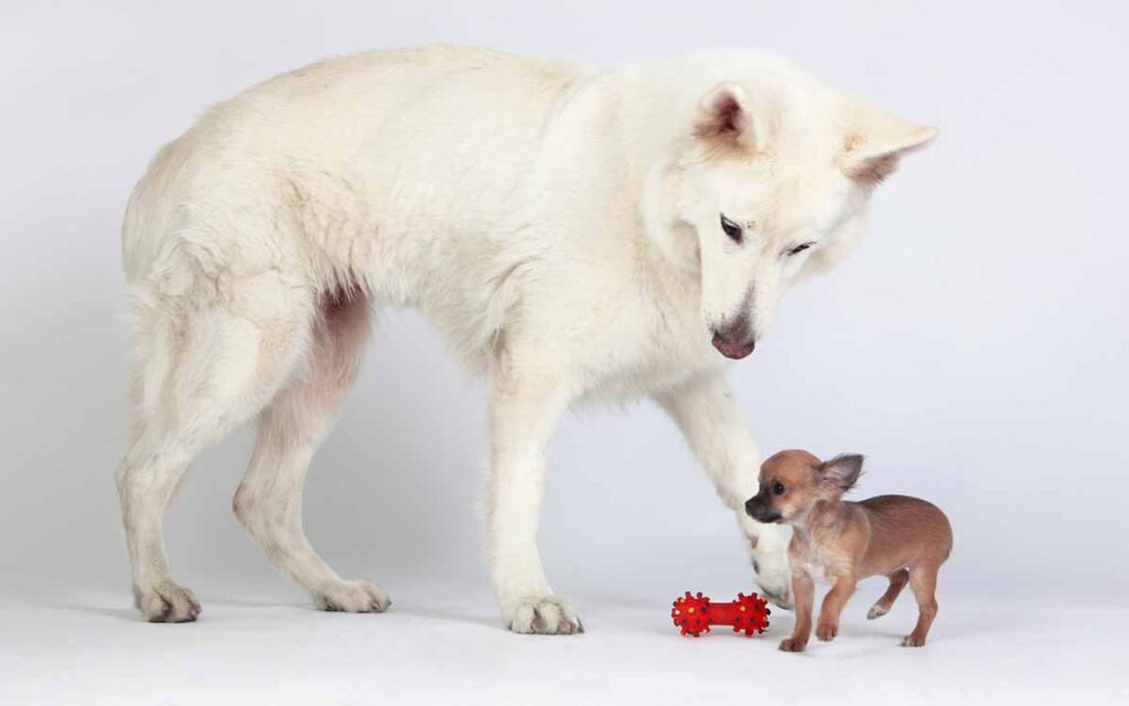 big white dog playing with little chihuahua
