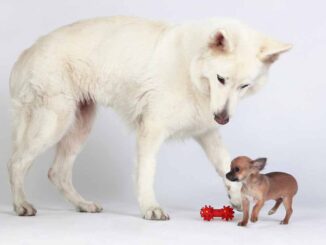 big white dog playing with little chihuahua