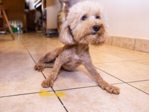 Dog Not Eating & Throwing Up Bile? Here’s What to Do