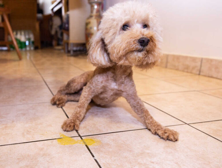 Dog Not Eating & Throwing Up Bile? Here’s What to Do
