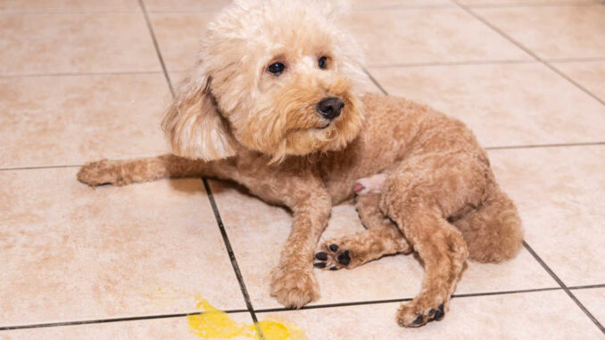 poodle who has just vomited yellow bile on a kitchen tile floor