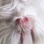 What snake bites look like on dogs [with pictures]<strong></strong>
