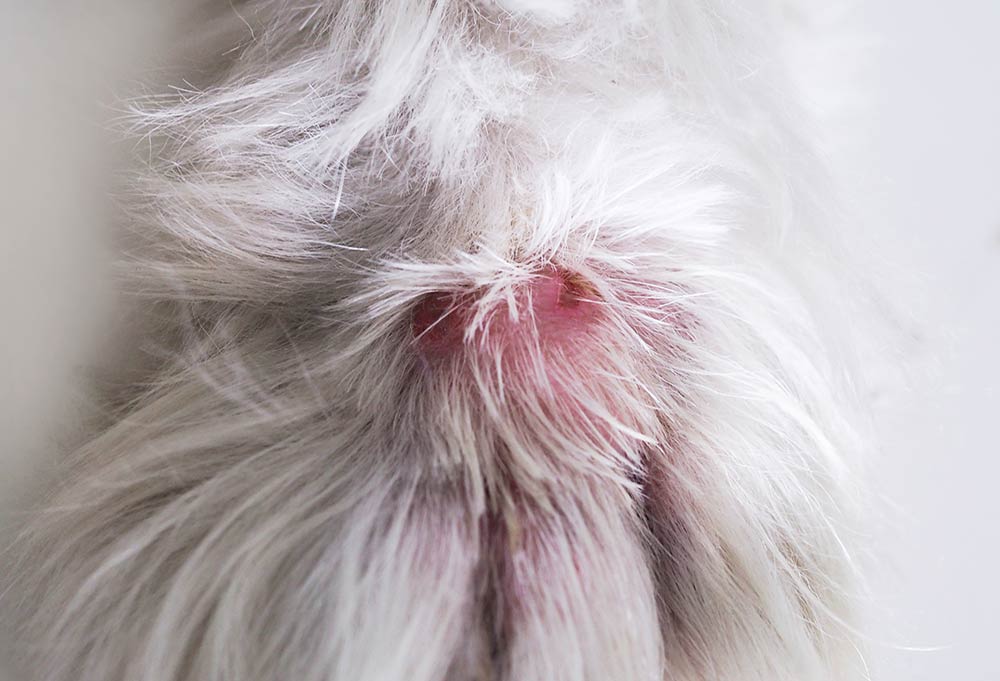 what does spider bite on dog look like