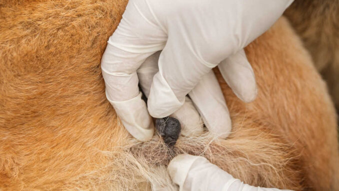 Black lump on a brown dog