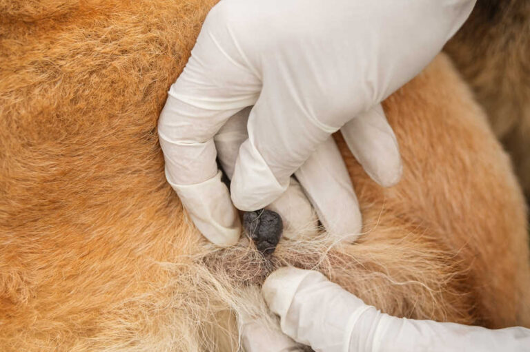 6 Types of Black Lumps on Dogs [With Pictures]