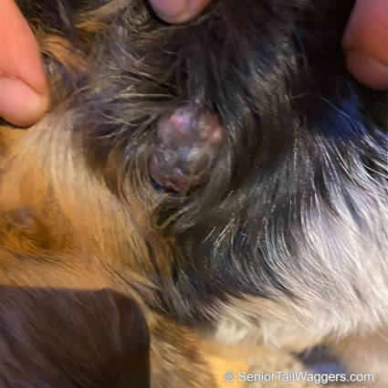 possible cancerous lump on a dog with mixed colors and irregular texture