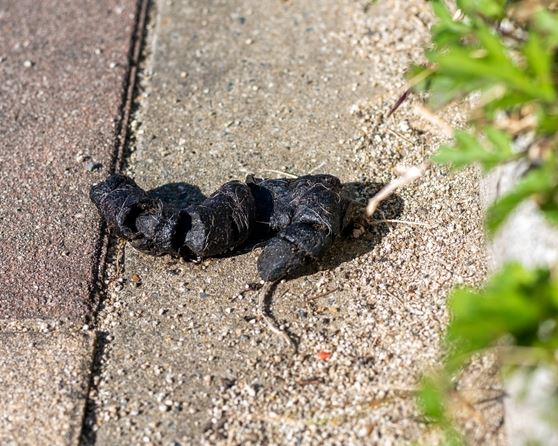 black poop on ground