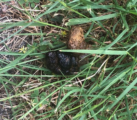 black dog poop in the grass at the park