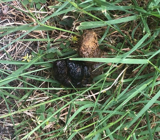 Black Dog Poop? Our Veterinarian Shares What You Should Do