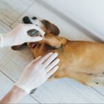 Black Spots on Dog: Top Causes [Pictures + Vet Advice]