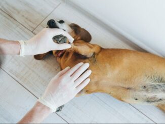 vet inspecting a dog's black spots on skin