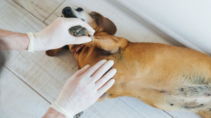 vet inspecting a dog's black spots on skin