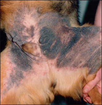 black spots on dog's belly
