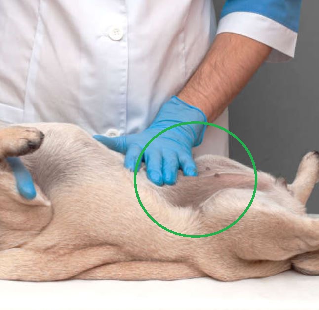 normal age dark spot on a dog's belly